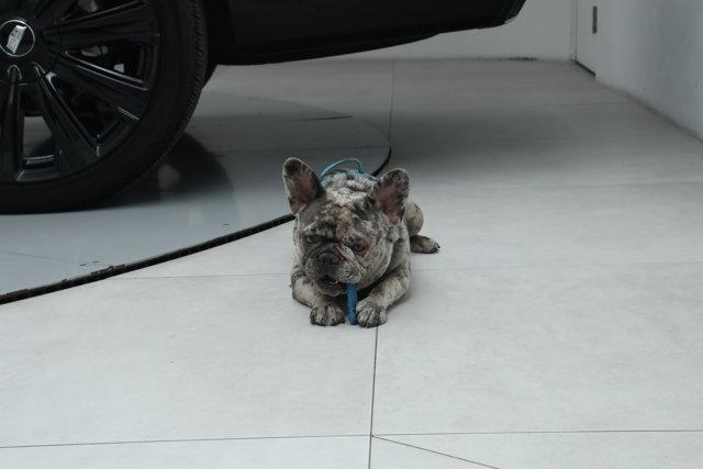 2025 Cadillac Escalade ESV