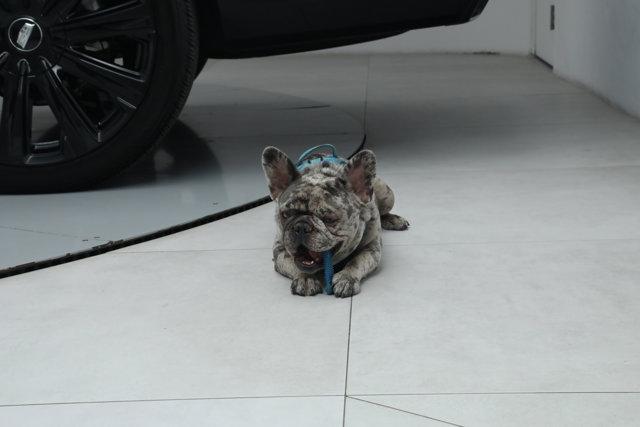 2025 Cadillac Escalade ESV