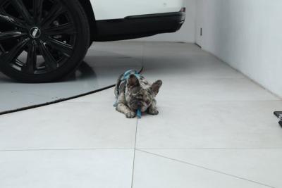 2025 Cadillac Escalade ESV