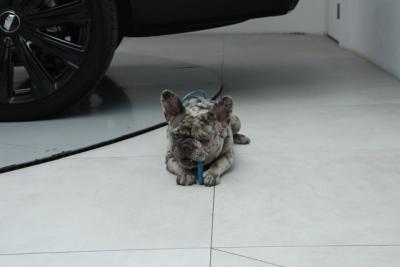 2025 Cadillac Escalade ESV