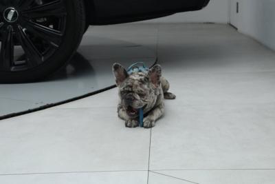 2025 Cadillac Escalade ESV