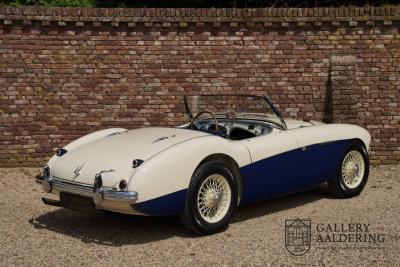 1954 Austin - Healey to 100M Specs &ldquo;Listed in 100M Le Mans Registry&rdquo;