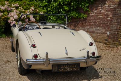 1954 Austin - Healey to 100M Specs &ldquo;Listed in 100M Le Mans Registry&rdquo;