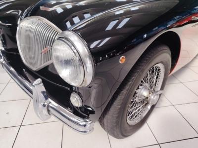 1956 Austin - Healey 100-4 BN2 1956